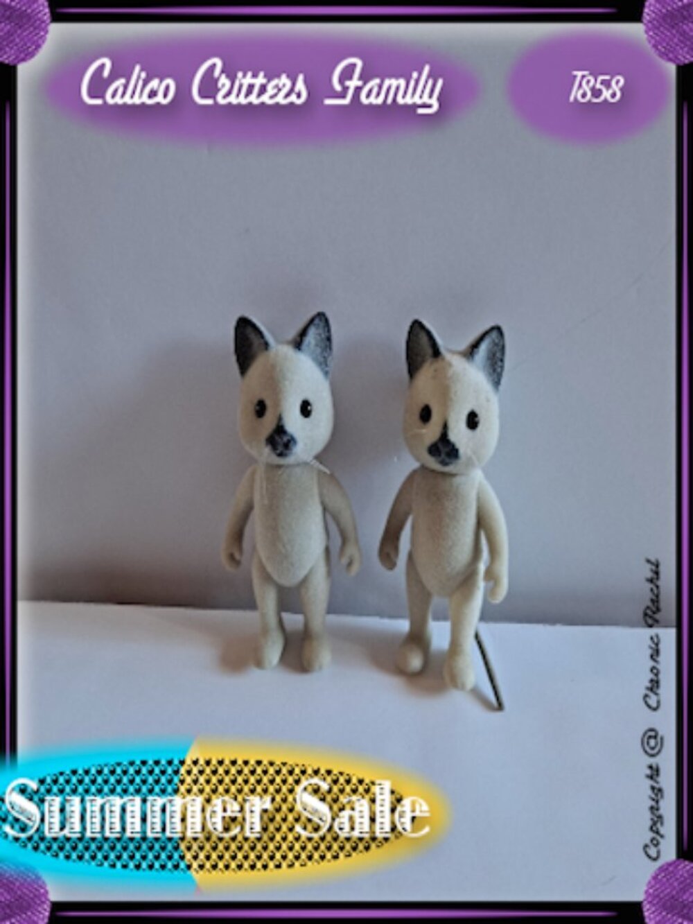 Solitaire Siamese Cat Adults
